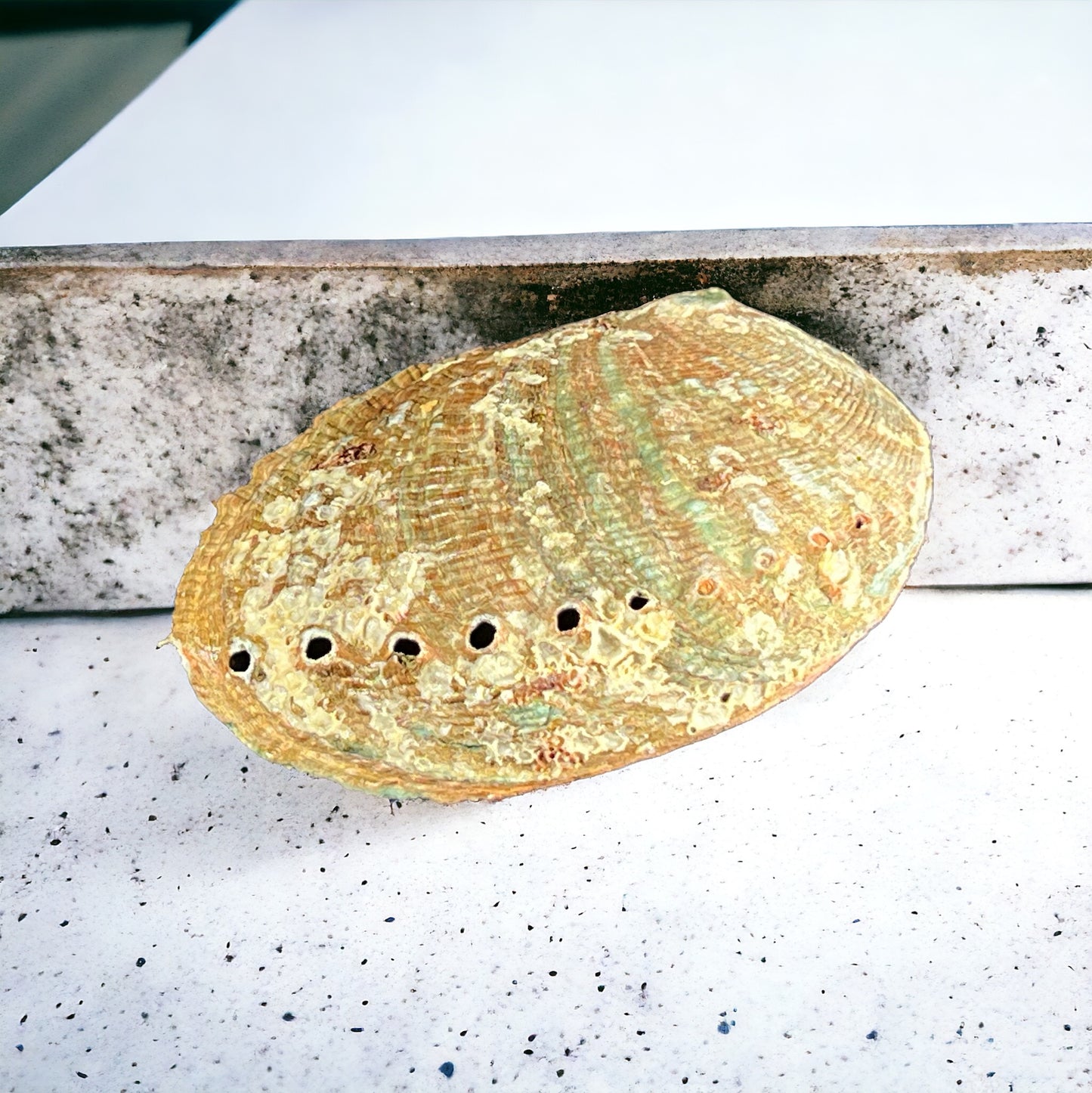 4-5" Abalone Shell